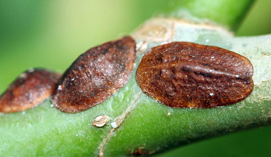 Methods of combating the hazelnut scale insect, commonly encountered in hazelnut orchards